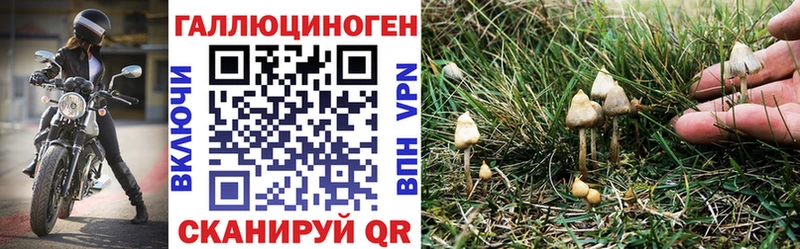 Псилоцибиновые грибы Psilocybe Фатеж